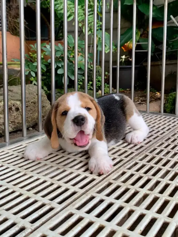 JUAL ANJING BEAGLE PUPPY