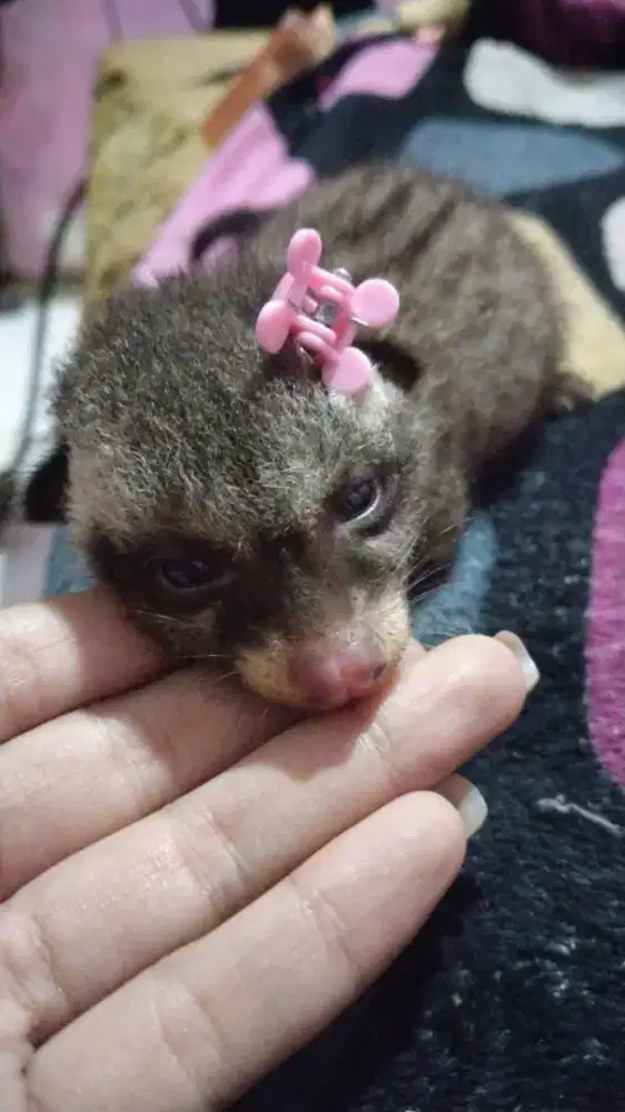 Anakan musang pandan