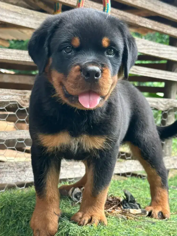 JUAL ANJING ROTTWEILER PUPPY