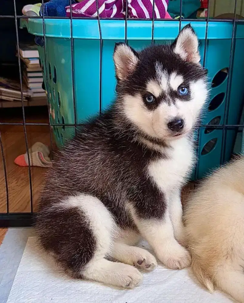 JUAL ANJING SIBERIAN HUSKY PUPPY