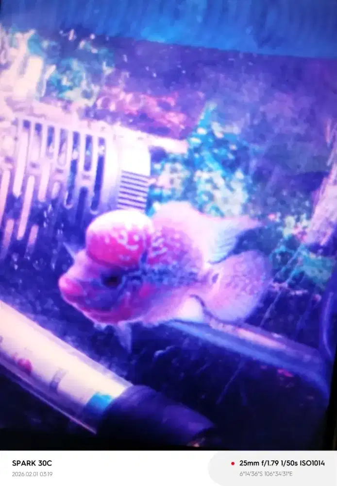 lLohan srd ori ukuran 2 jari