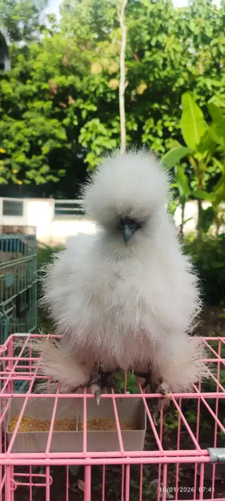 Ayam Hias American Silkie
