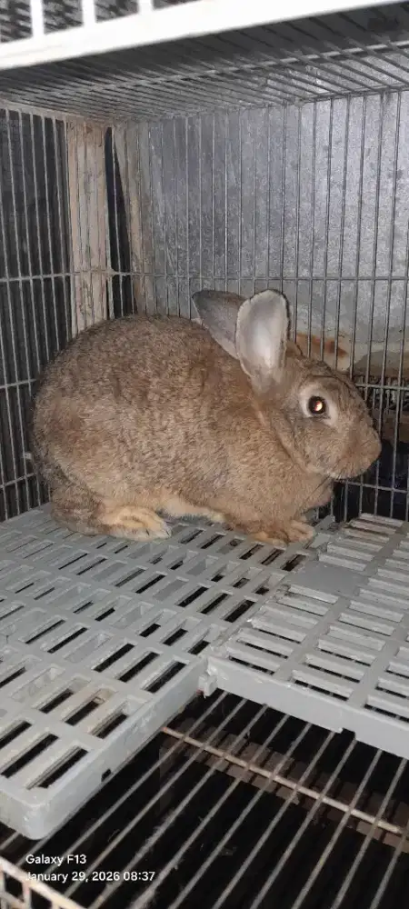 Kelinci hias / pedaging