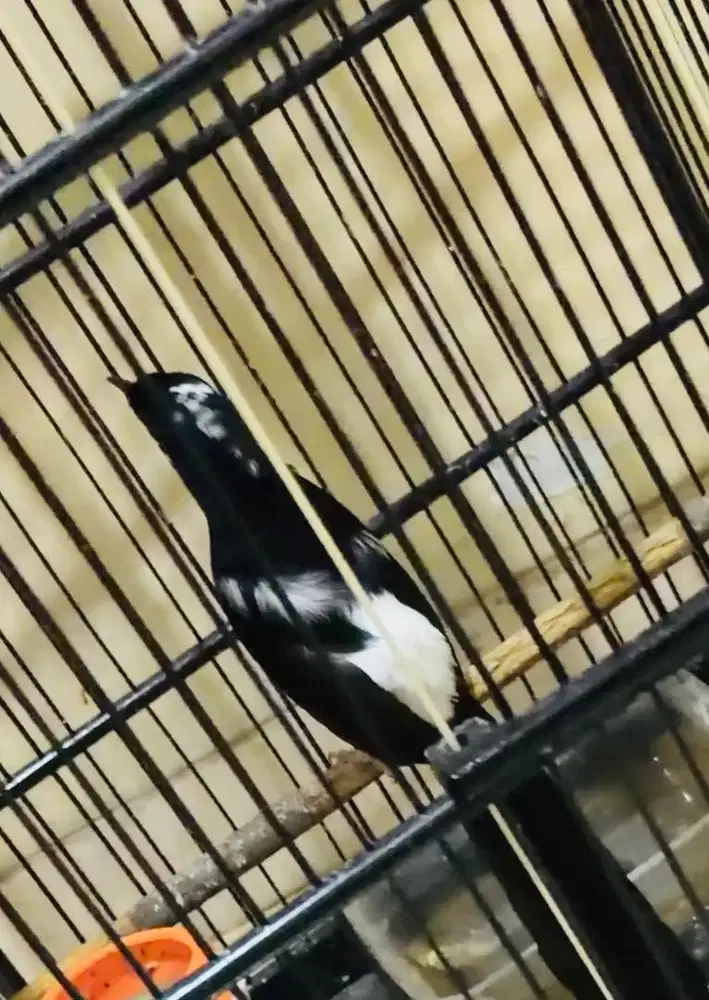 murai batu BLOROK EXTREAM PRESTASIAN ANGET