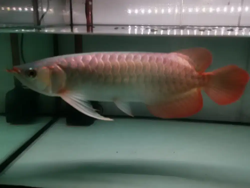 Arowana super red MULUS 37cm