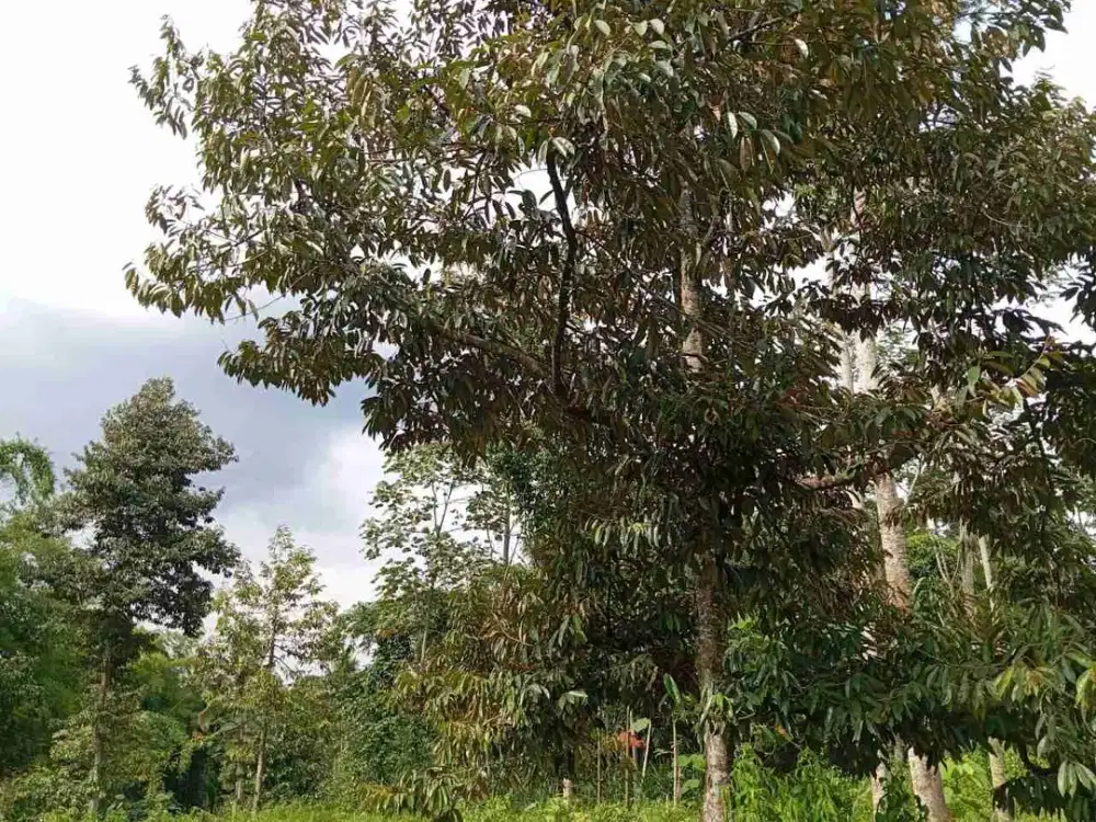Kebun Durian Langsep Poncokusumo Malang