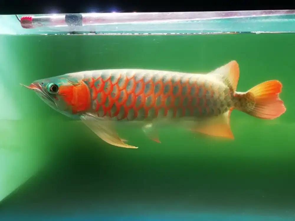 Arowana super red 47 cm KEREN