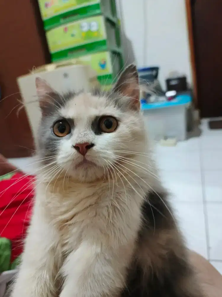 DIJUAL NEGO KUCING KITTEN PERSIA 3 WARNA (CALICO)