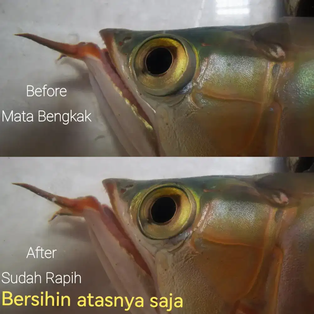 Jasa oprek ikan arowana super red