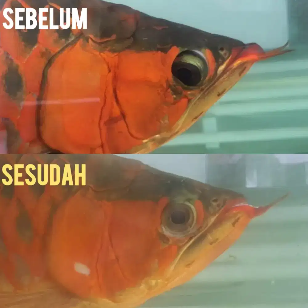 Jasa oprek ikan arowana super red
