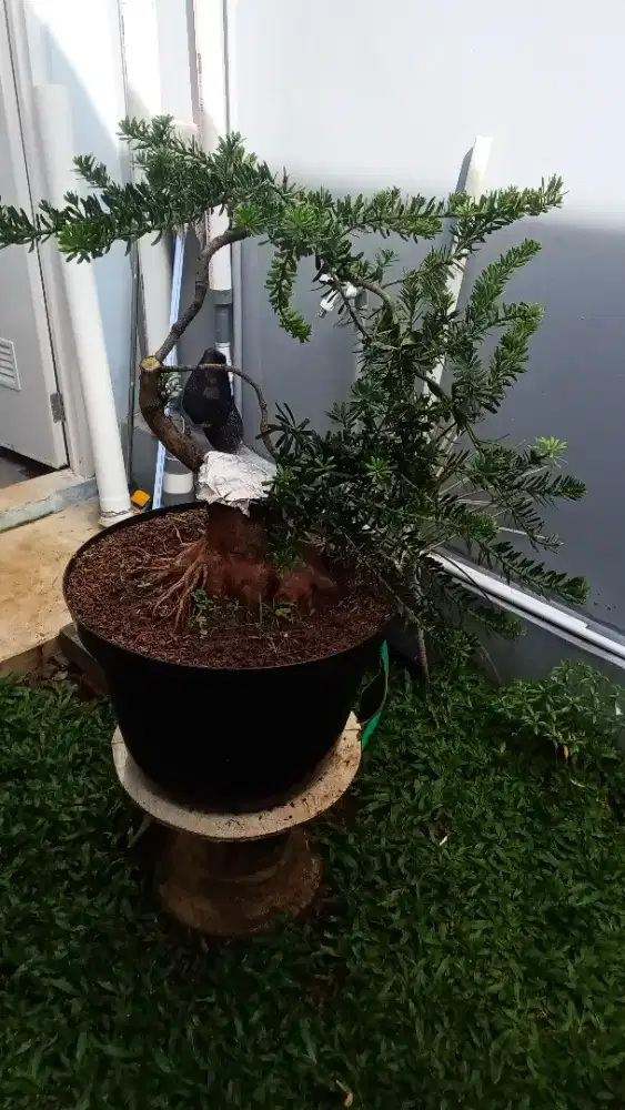 Bahan Bonsai Lohansung Cincuan