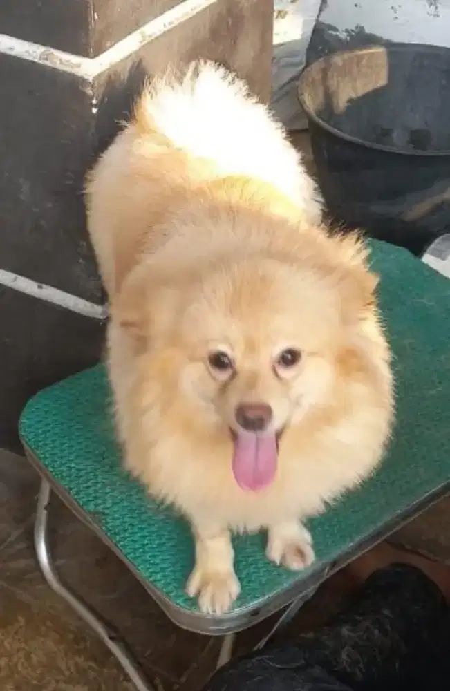Dijual anjing pom female usia 1th siap pacak lucu