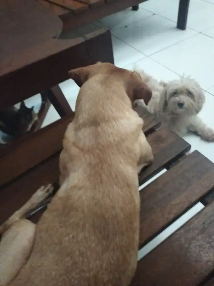 Butuh ART HEWAN dan RUMAH