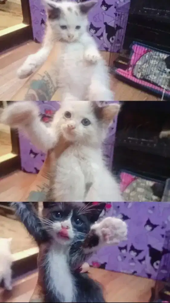 Anakan Persia dan mix anggora bigbone Lok cimahi