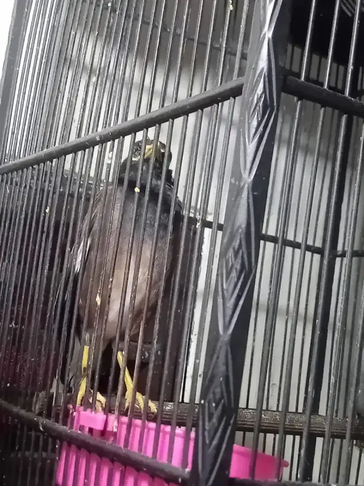 Jalak Nias body gede jantan