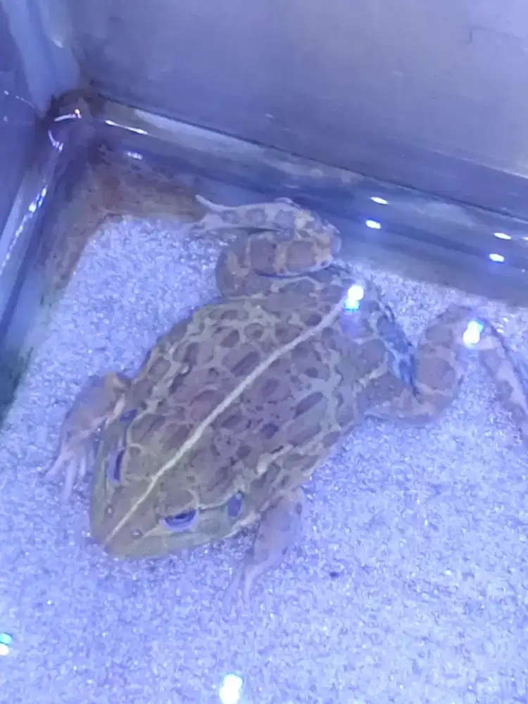African bull frog remaja jantan kodok terbesar di dunia