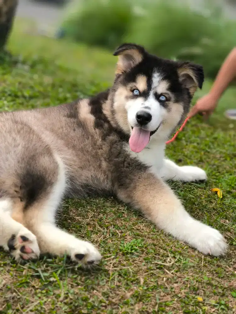 Siberian Husky super Big Size