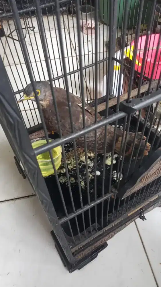 Kedasih hutan mulus abis Pur total jinak ga gampang mati kuat