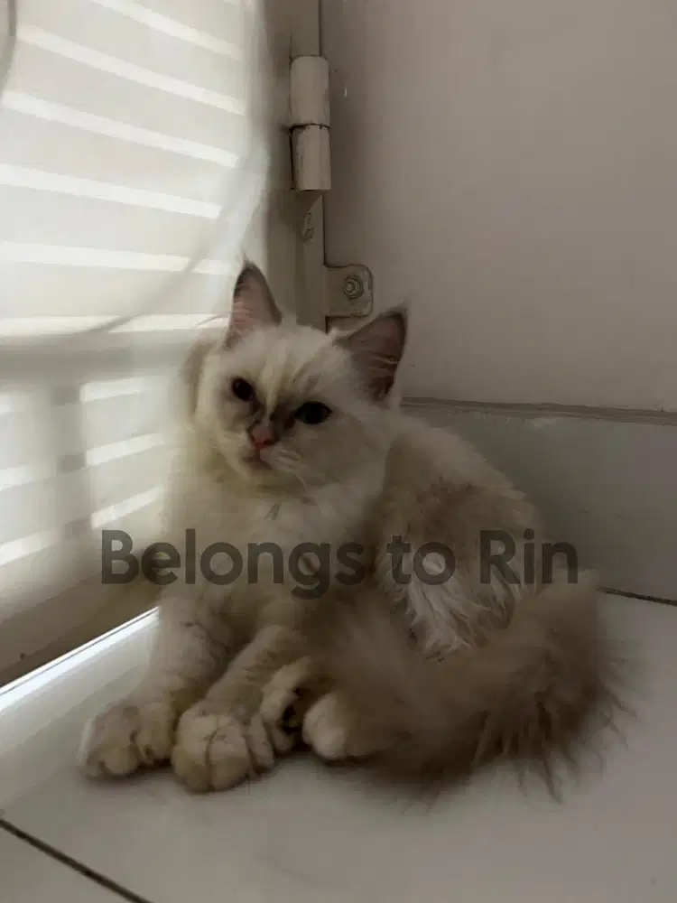 Dijual Kucing Ras Ragdoll mix Persia