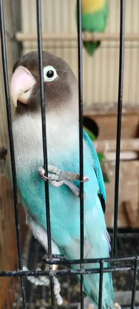 Burung Lovebird Cobalt Jantan Dewasa