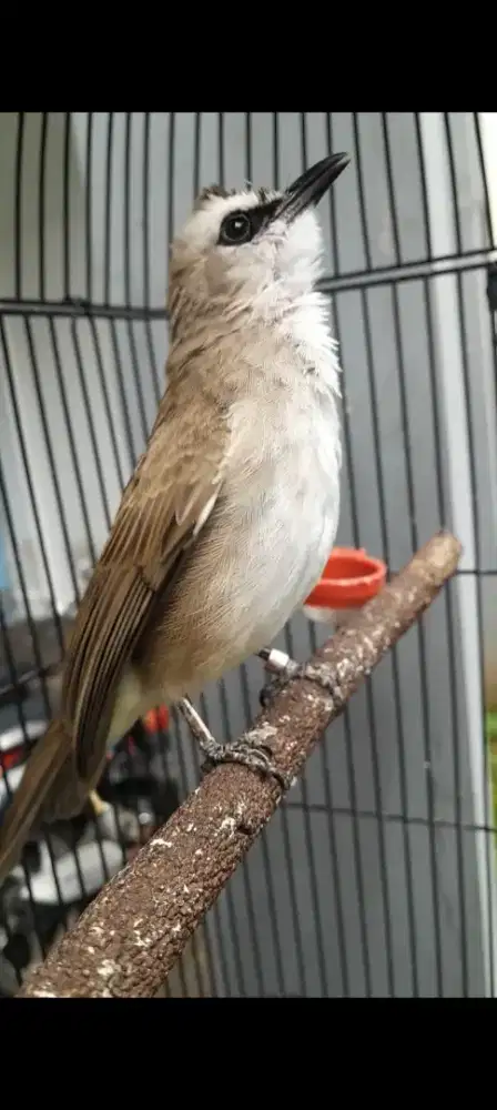 BURUNG CRUKCUK ROPEL GACOR DOR