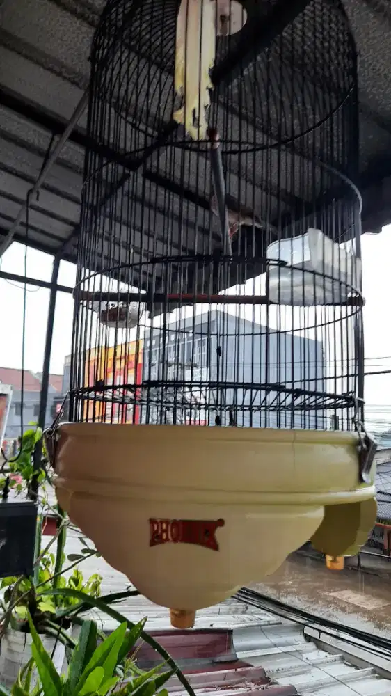 kandang bulat pboenix masih ky baru