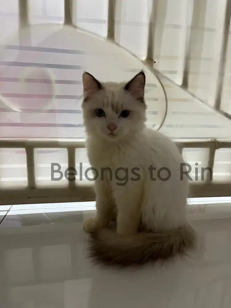 Dijual Kucing Ras Ragdoll mix Persia