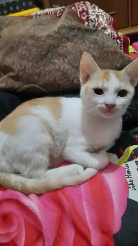 Open adopt jantan 7 bulan  mix himalaya