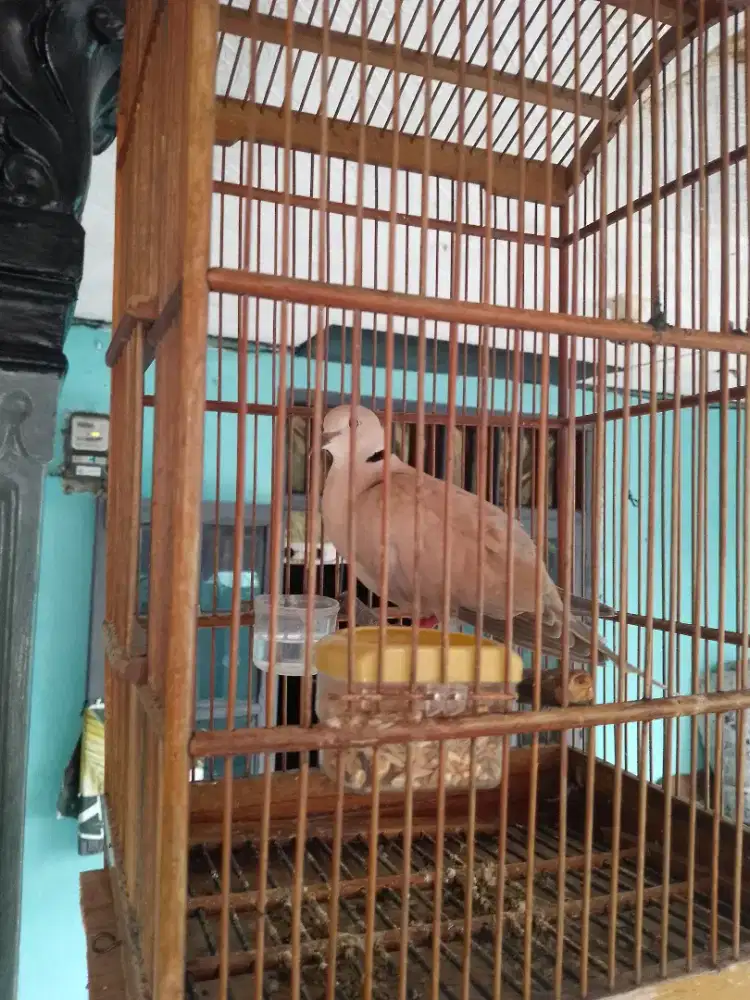 Dijual burung puter gacor