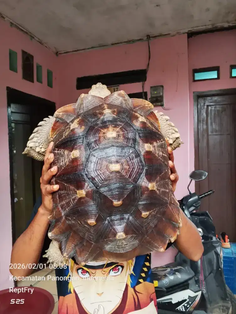 Kura-kura sulcata jantan size 46cm mulus
