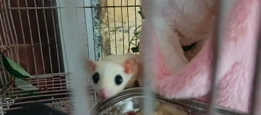 Sugar glider murah