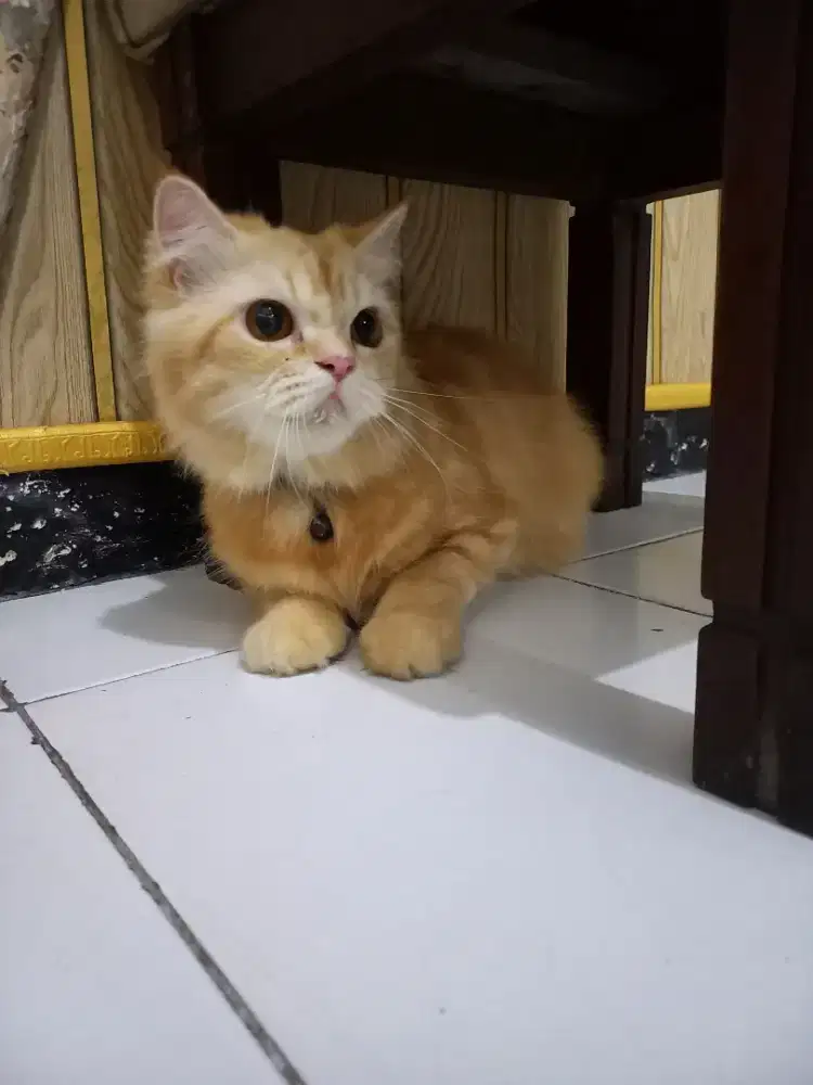 Kucing Mainecoone vs Scottish Fold