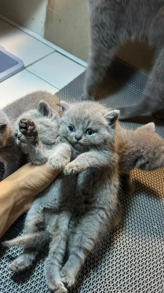 BSH (British Short Hair)