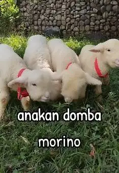2 pasang anakan domba merino super 4 bulan 2 jantan 2 betina rawatan