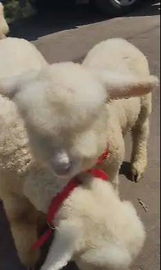 2 pasang anakan domba merino super 4 bulan 2 jantan 2 betina rawatan