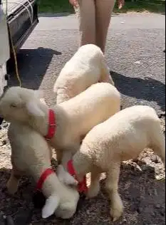 2 pasang anakan domba merino super 4 bulan 2 jantan 2 betina rawatan