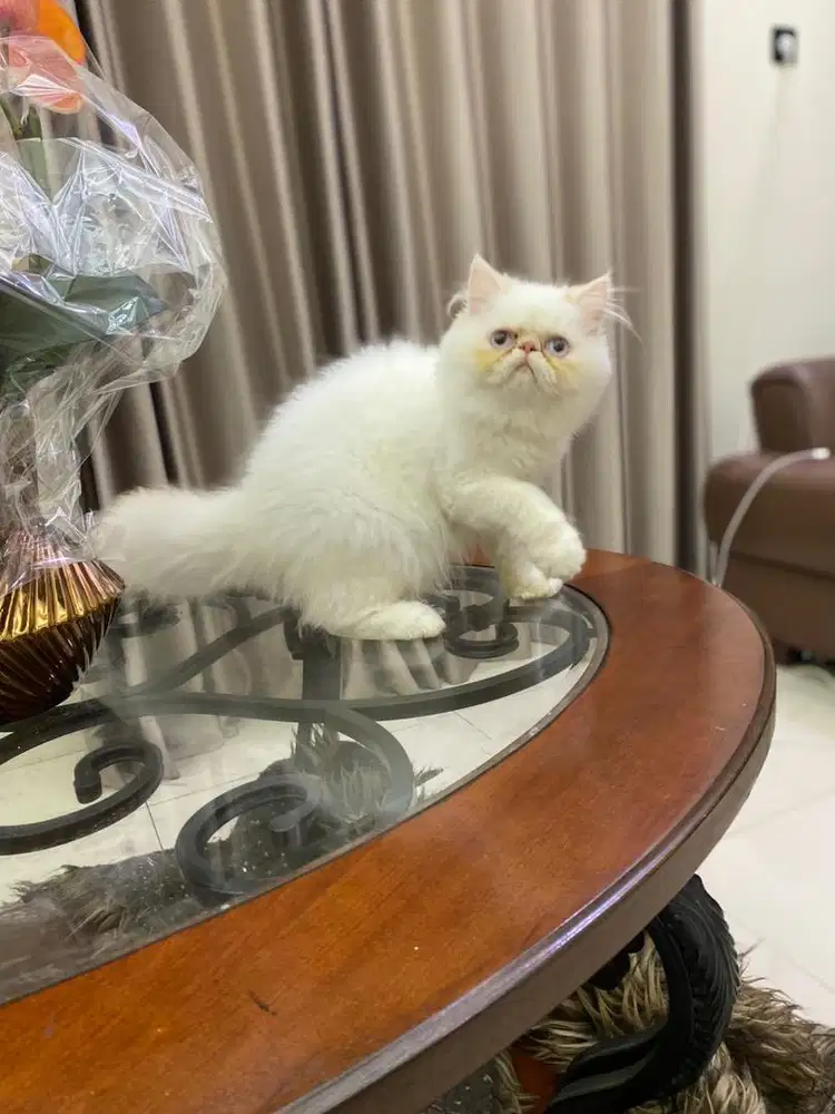 kitten. persia peaknose