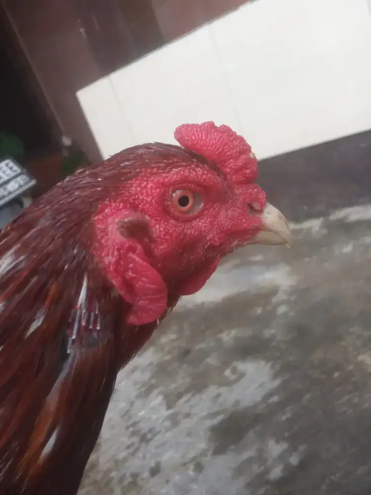 Ayam Bangkok berkualitas