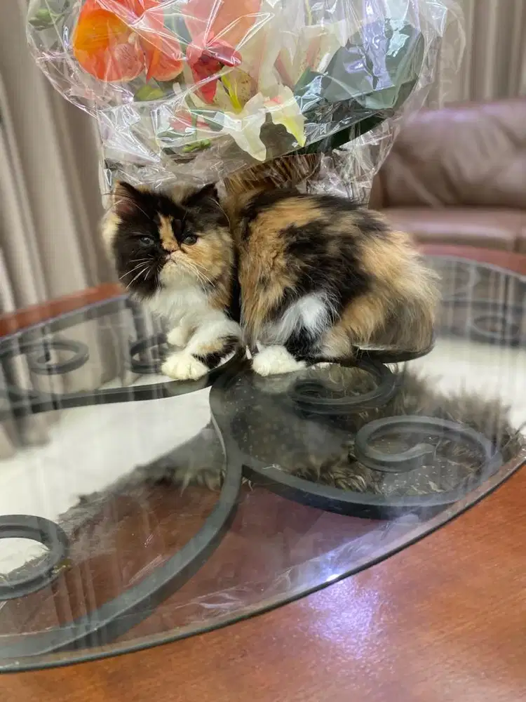 kitten persia peaknosw