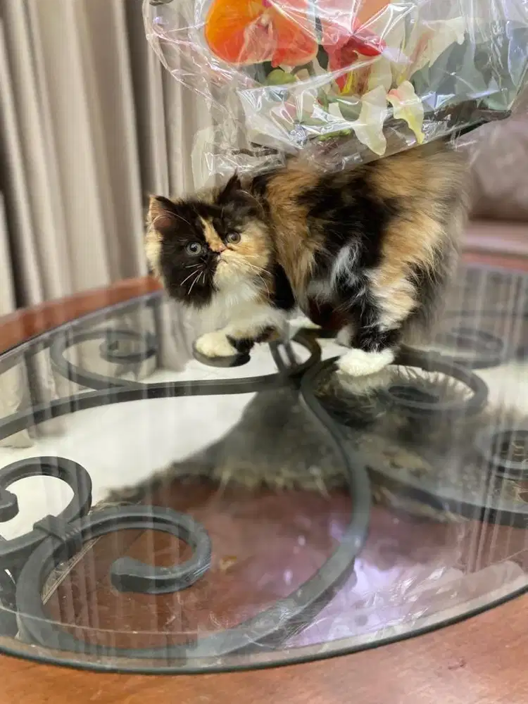 kitten persia peaknosw