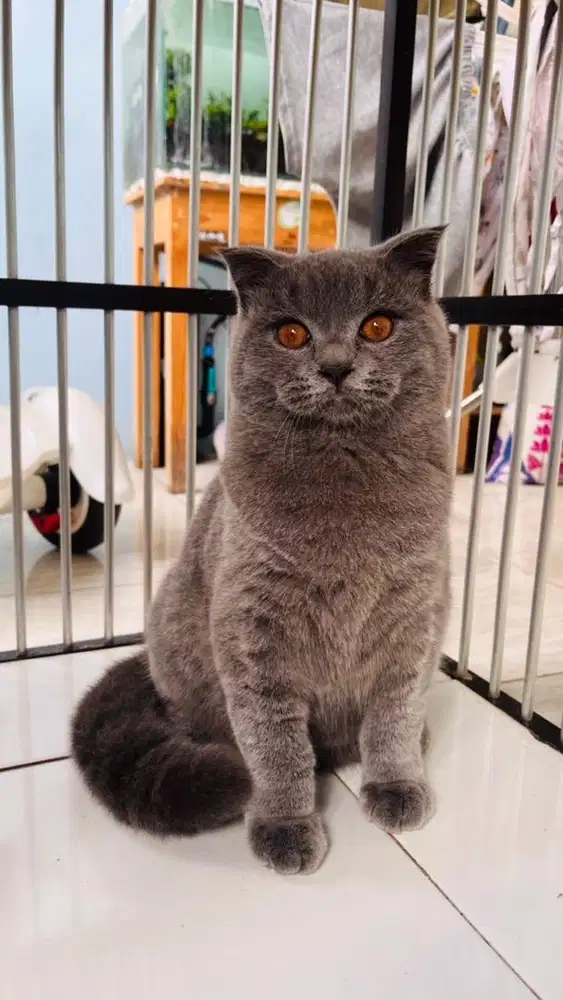 Kitten British Shorthair X Scottish Fold Blue Solid (Jantan)
