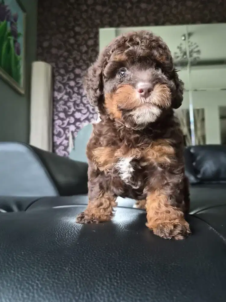 Super Langka Chocolate Phantom Poodle