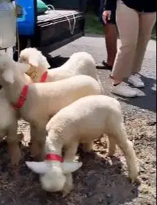 2 pasang anakan cempe domba merino super 4 bulanan 2 jantan 2 betina