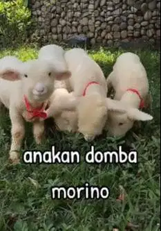 2 pasang anakan cempe domba merino super 4 bulanan 2 jantan 2 betina