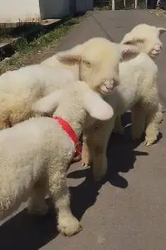 2 pasang anakan cempe domba merino super 4 bulanan 2 jantan 2 betina