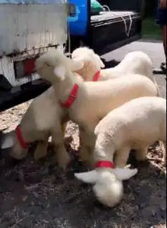 2 pasang anakan cempe domba merino 4 bulanan 2 jantan 2 betina unggul