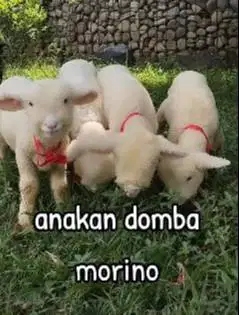 2 pasang anakan cempe domba merino 4 bulanan 2 jantan 2 betina unggul