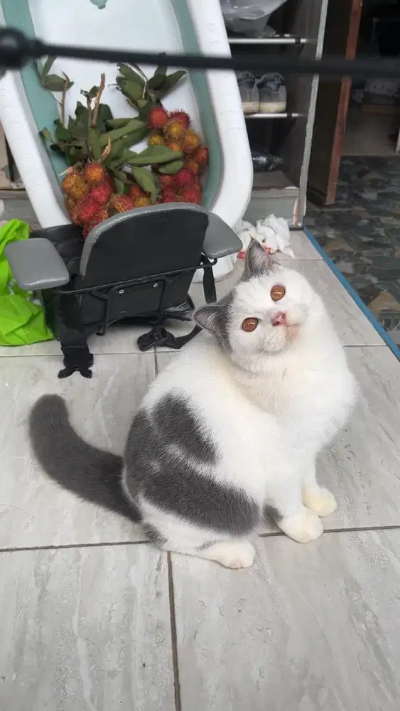 Kitten BSH X Scottish Fold Bicolor Blue (Betina)