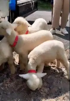 2 pasang anakan cempe domba merino superan 4 bln 2 jantan 2 betina top