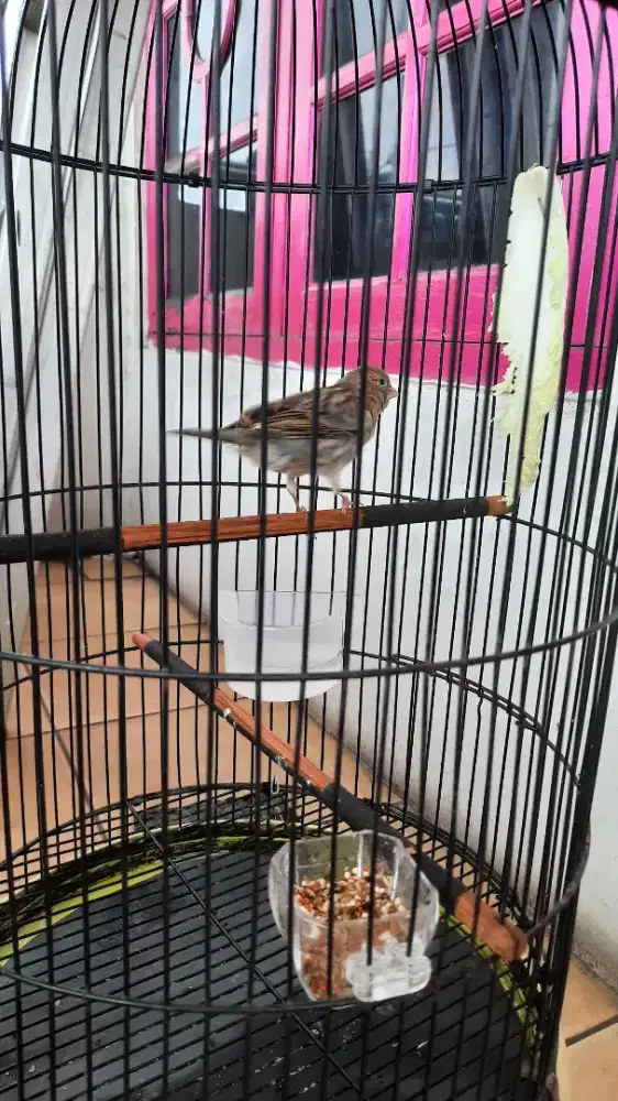 kenari gacor isian banyak